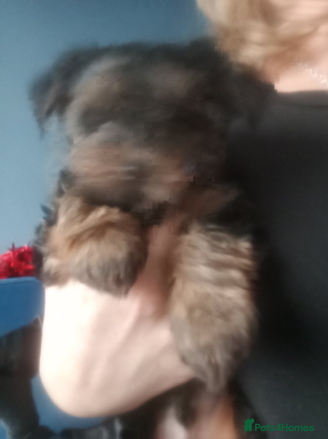 Chorkie dogs for sale: Two amazing Yorkie boys - Advert 17