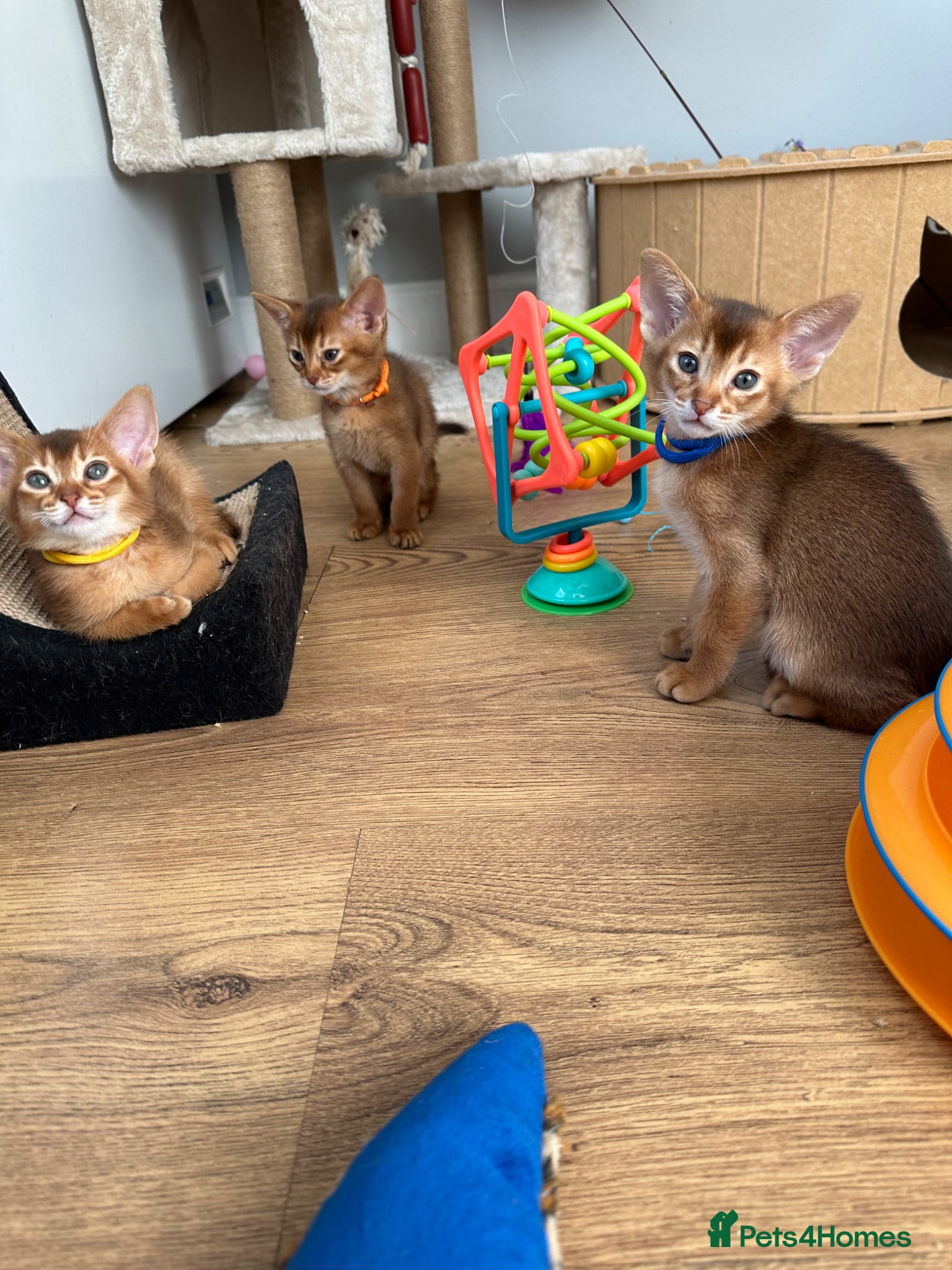 Abyssinian cats for sale: Abyssinian kittens  - Advert 29