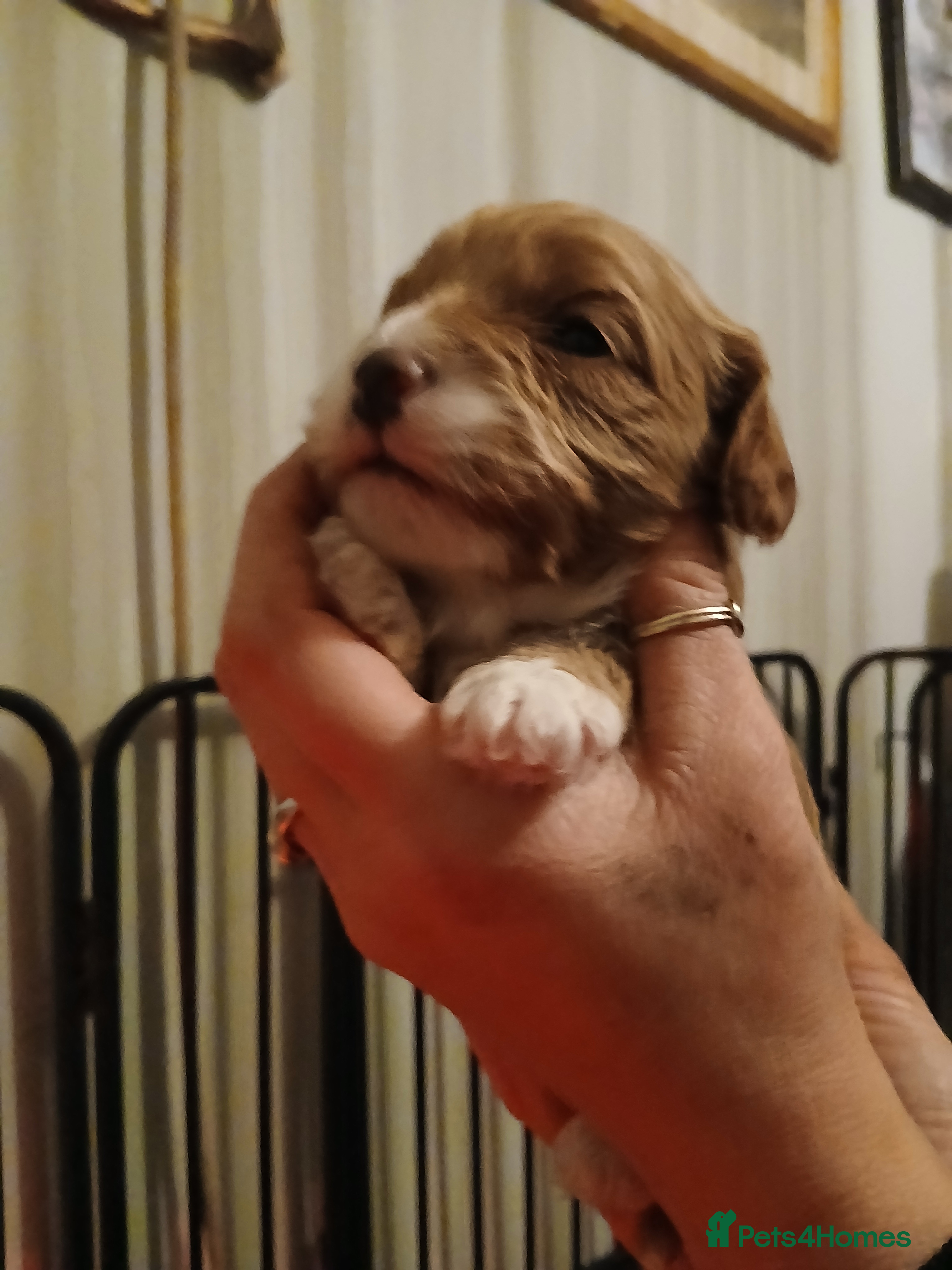 Cavapoo dogs Toy Cavapoo - Advert 1