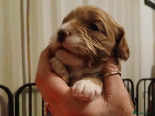 Cavapoo dogs Toy Cavapoo - Advert 1