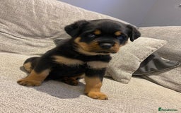 Rottweiler dogs for sale: KC Rottweiler puppies ready 16/11/25 - Image 16