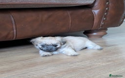 Mixed Breed dogs for sale: ShiChi - Image 5