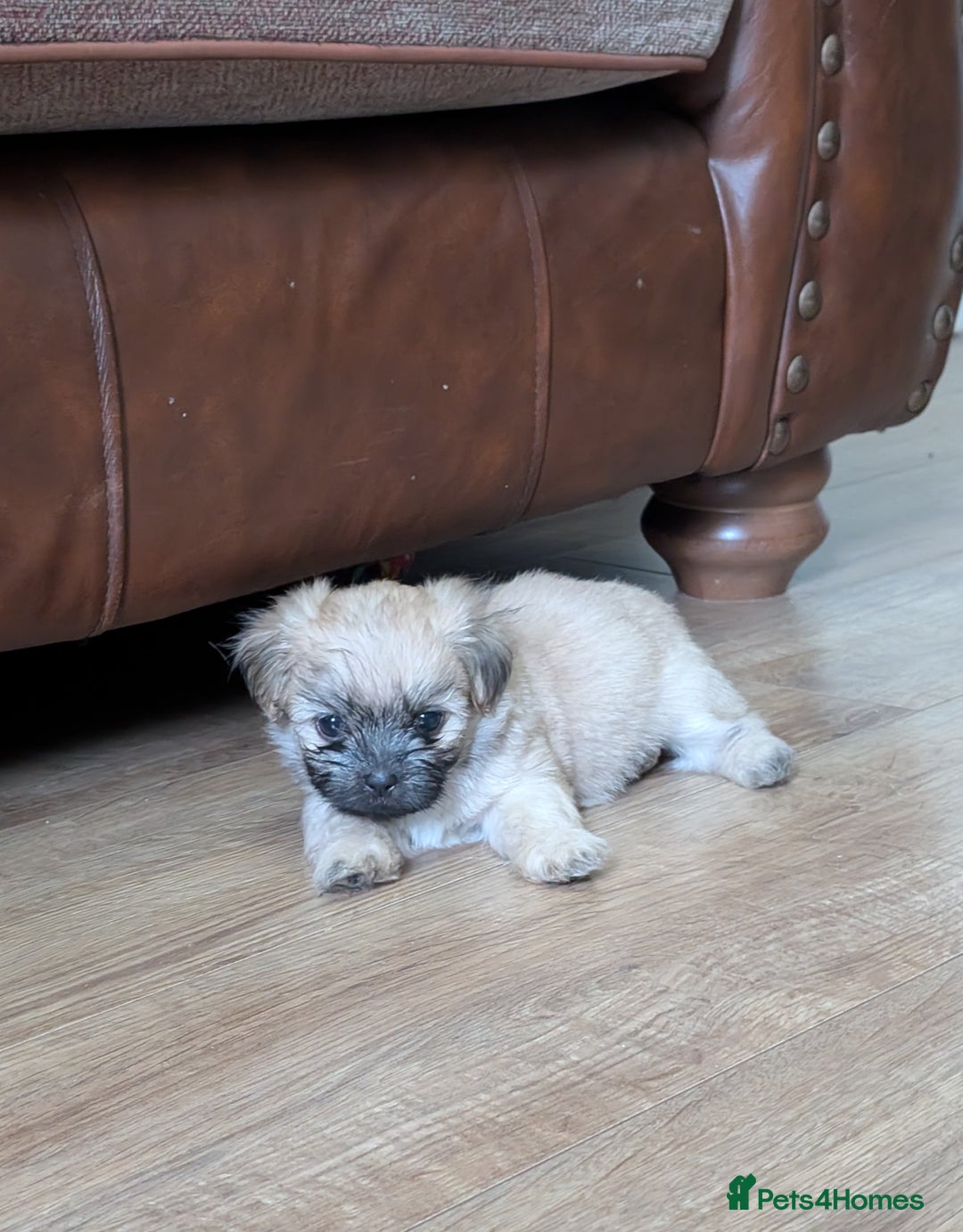Mixed Breed dogs for sale: ShiChi - Image 5