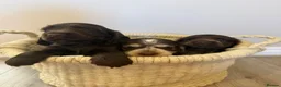 Cocker Spaniel dogs for sale: Beautiful litter of Show cocker spaniels - Advert 13