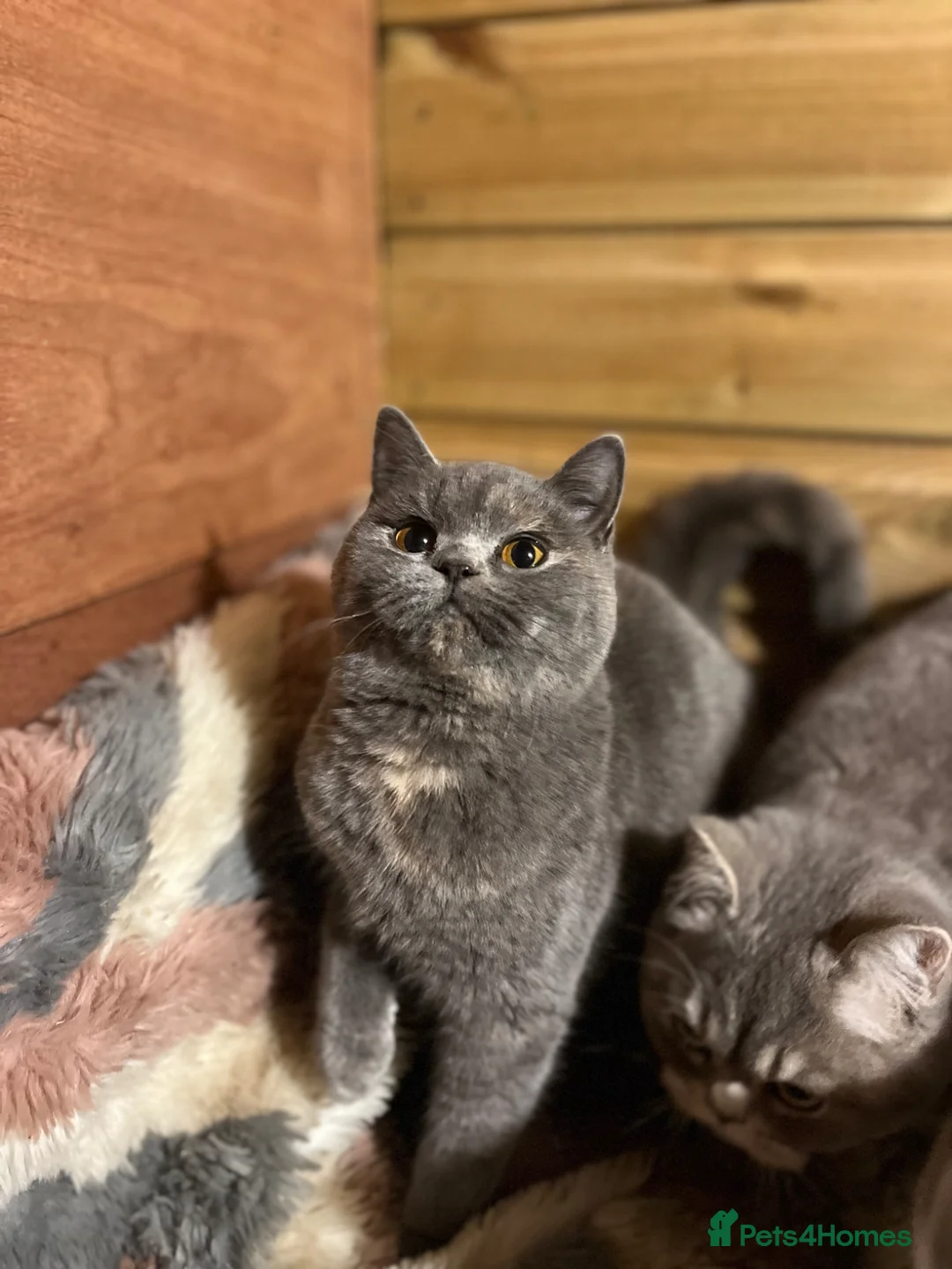 British Shorthair cats for sale: Gorgeous Gccf female British Shorthair  - Advert 2