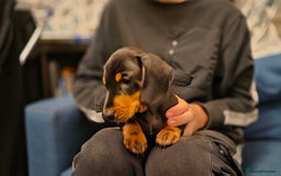 Dachshund dogs for sale: Standard Smooth Dachshund puppy - Image 2