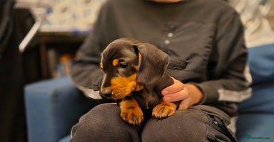 Dachshund dogs - Advert 6