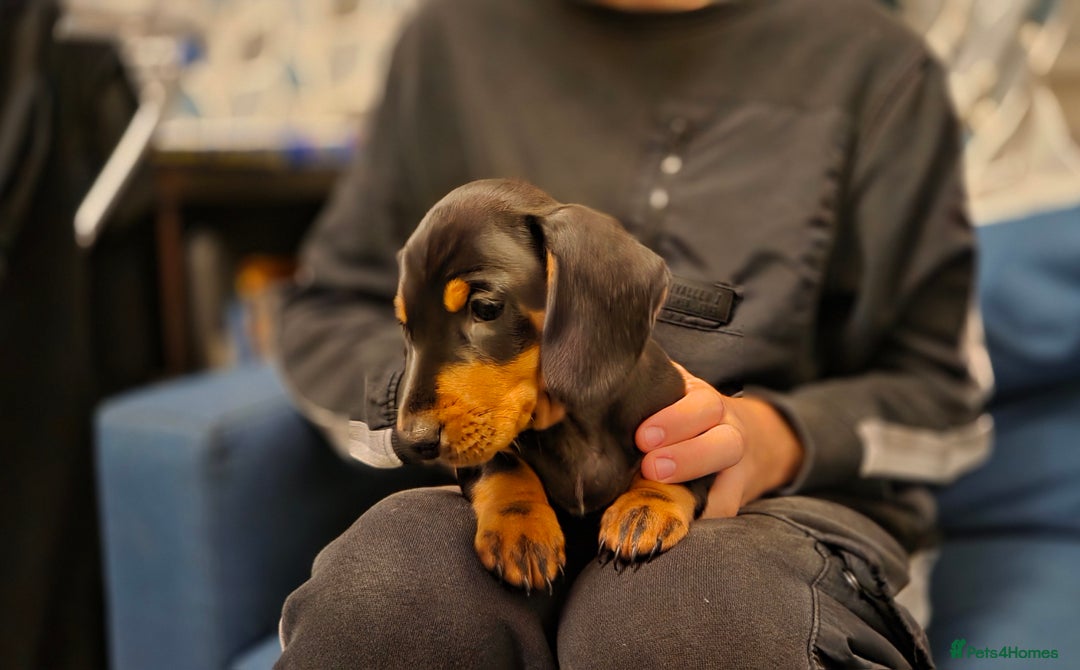 Dachshund dogs for sale: Standard Smooth Dachshund puppy - Image 2