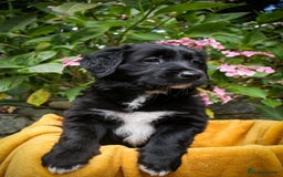 Mixed Breed dogs for sale: 3 x Border collie cross retriever pups - Image 8