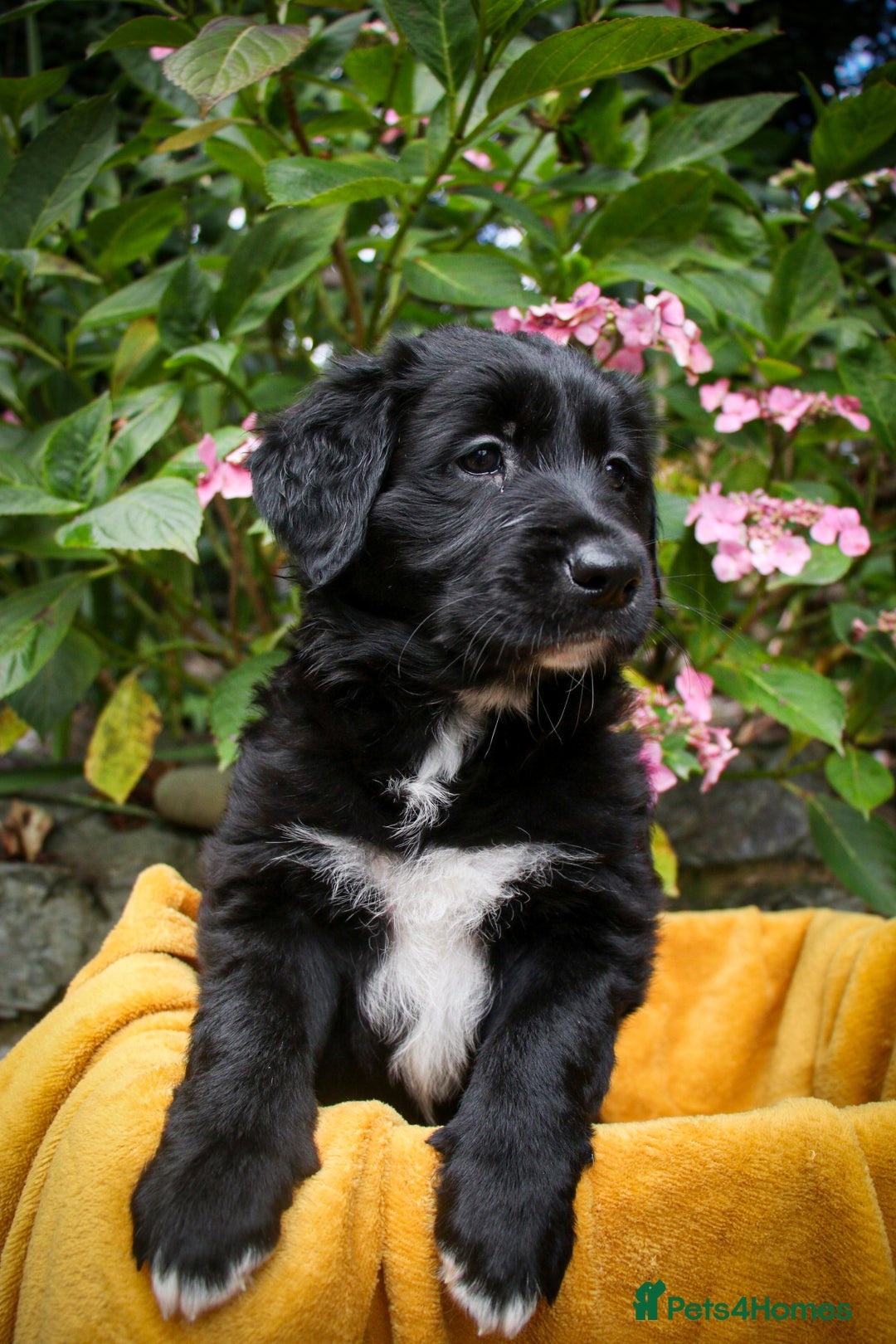 Mixed Breed dogs for sale: 3 x Border collie cross retriever pups - Image 8