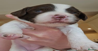 English Springer Spaniel dogs - Advert 2