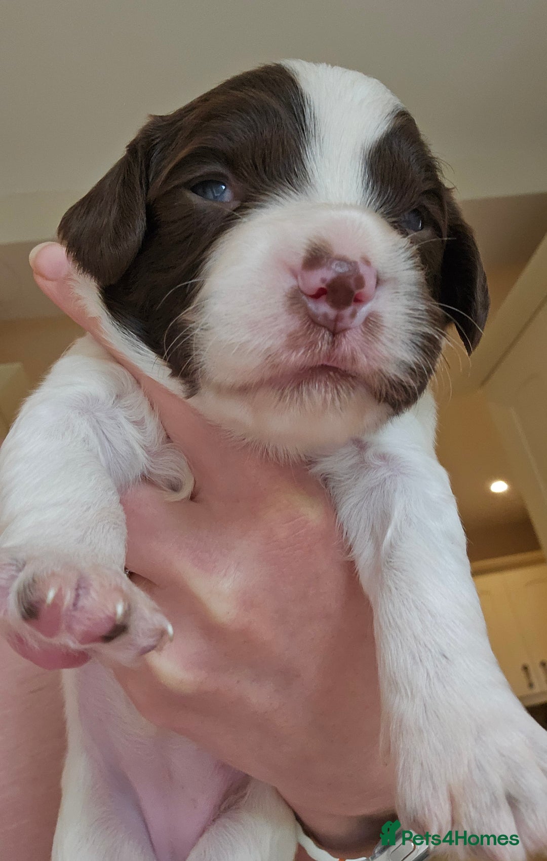 English Springer Spaniel dogs for sale: Top-Quality Working Springer Spaniel Puppies  - Image 2