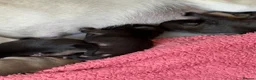 Pug dogs for sale: Beautiful Home-Reared Pug Puppies  Ready 25th June - Advert 18