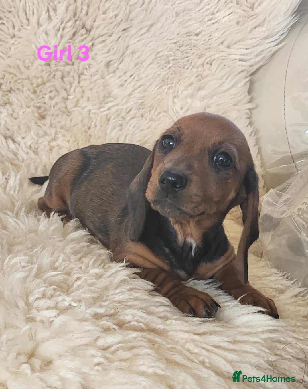 Miniature Dachshund dogs for sale: 6 adorable miniature dashund puppy’s  - Image 9