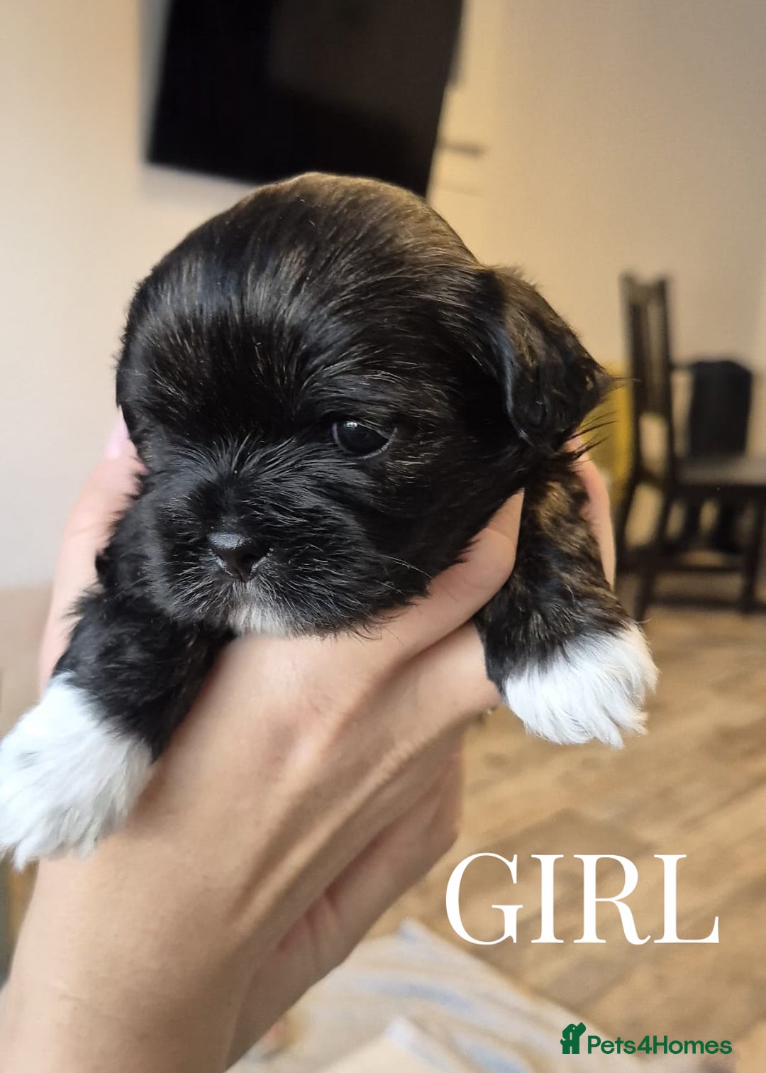 Lhasa Apso dogs for sale: Adorable Lhasa Apso Puppies  - Image 13