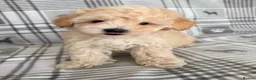 Maltipoo dogs for sale:  BEAUTIFUL LICENSED-BRED MALTIPOOS READY SOON 💖 - Advert 10