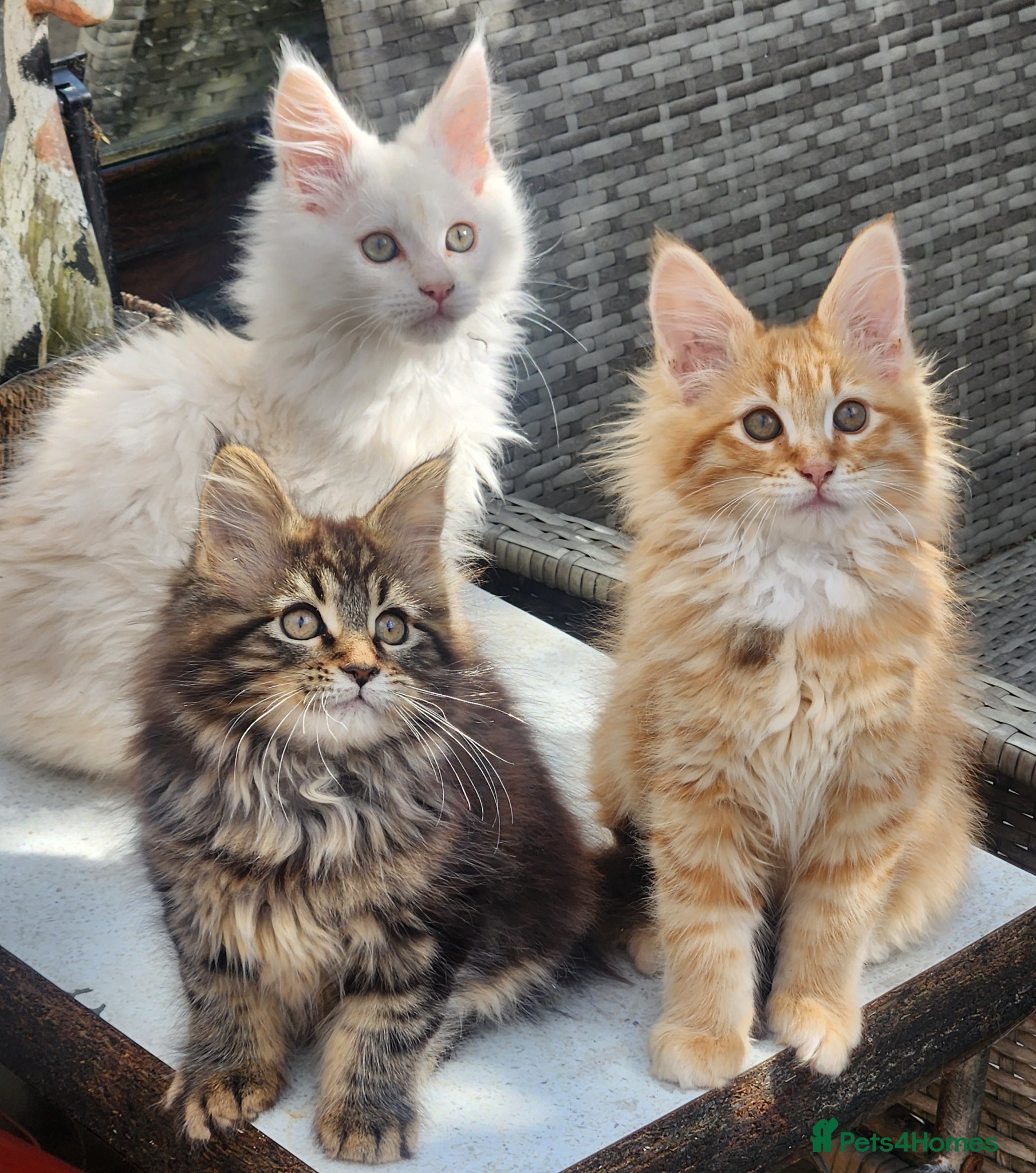 Maine Coon cats Maine Coons Ready Now!! 4 male 1 female  - Advert 6