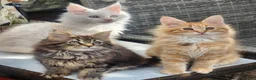 Maine Coon cats for sale: Maine Coons Ready Now!! 4 male 1 female  - Advert 24