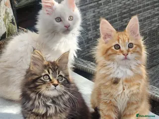 Maine Coon cats Maine Coons Ready Now!! 4 male 1 female - Advert 6