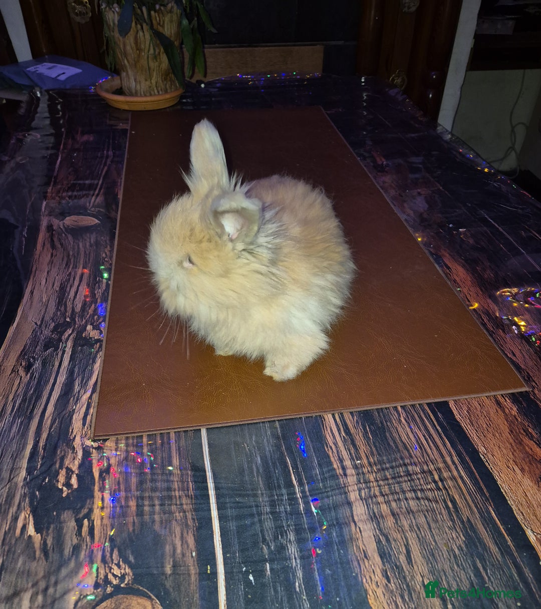 Angora rabbits for sale: Gorgeous Angora Rabbits, Pure Bred Full Faced. - Advert 12