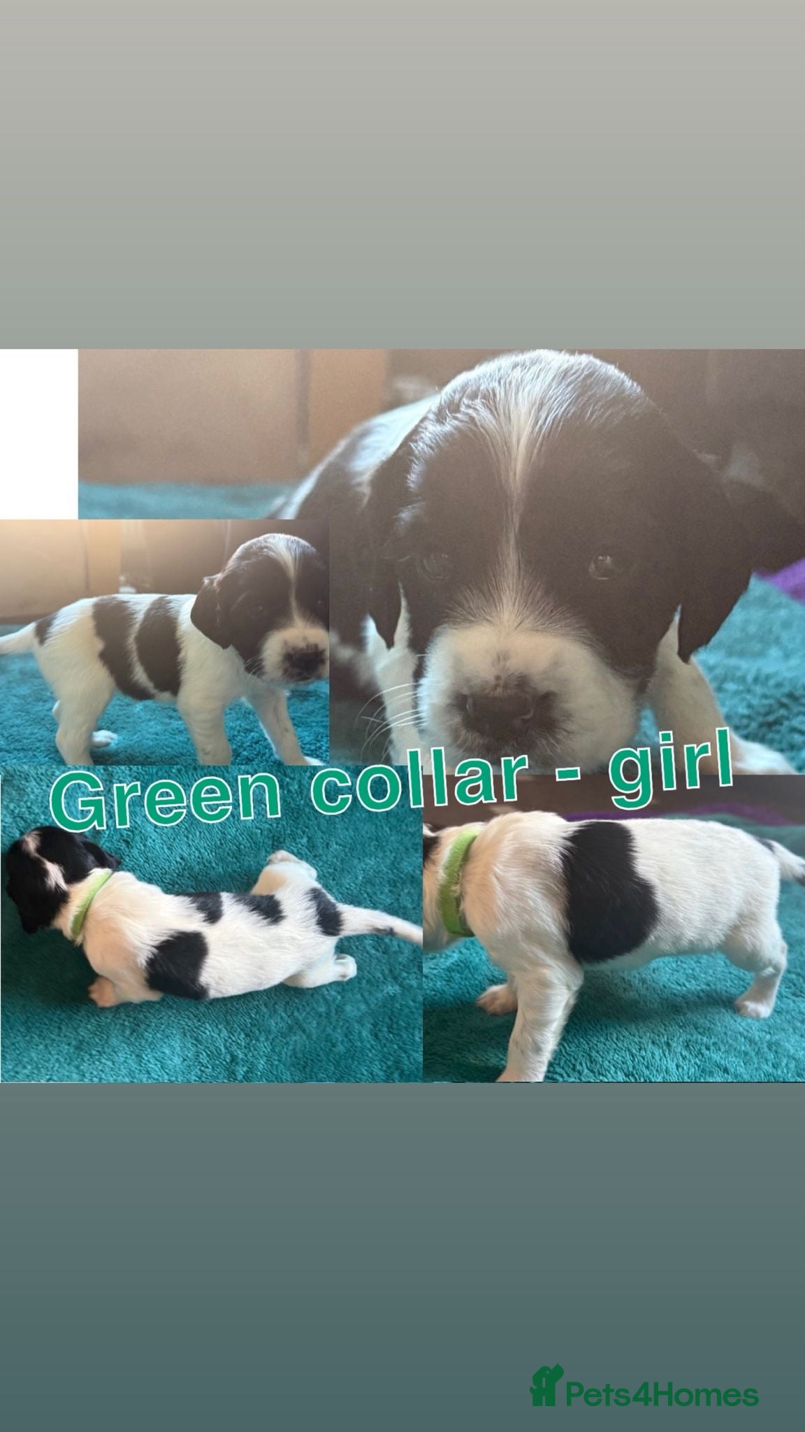 Sprocker dogs Sprocker ⭐️only 3 girls left ⭐️ - Advert 2