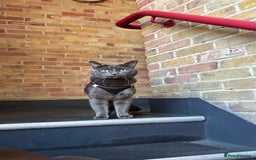 Chartreux cats for stud: Handsome BSH mix for Stud  in London - Image 8