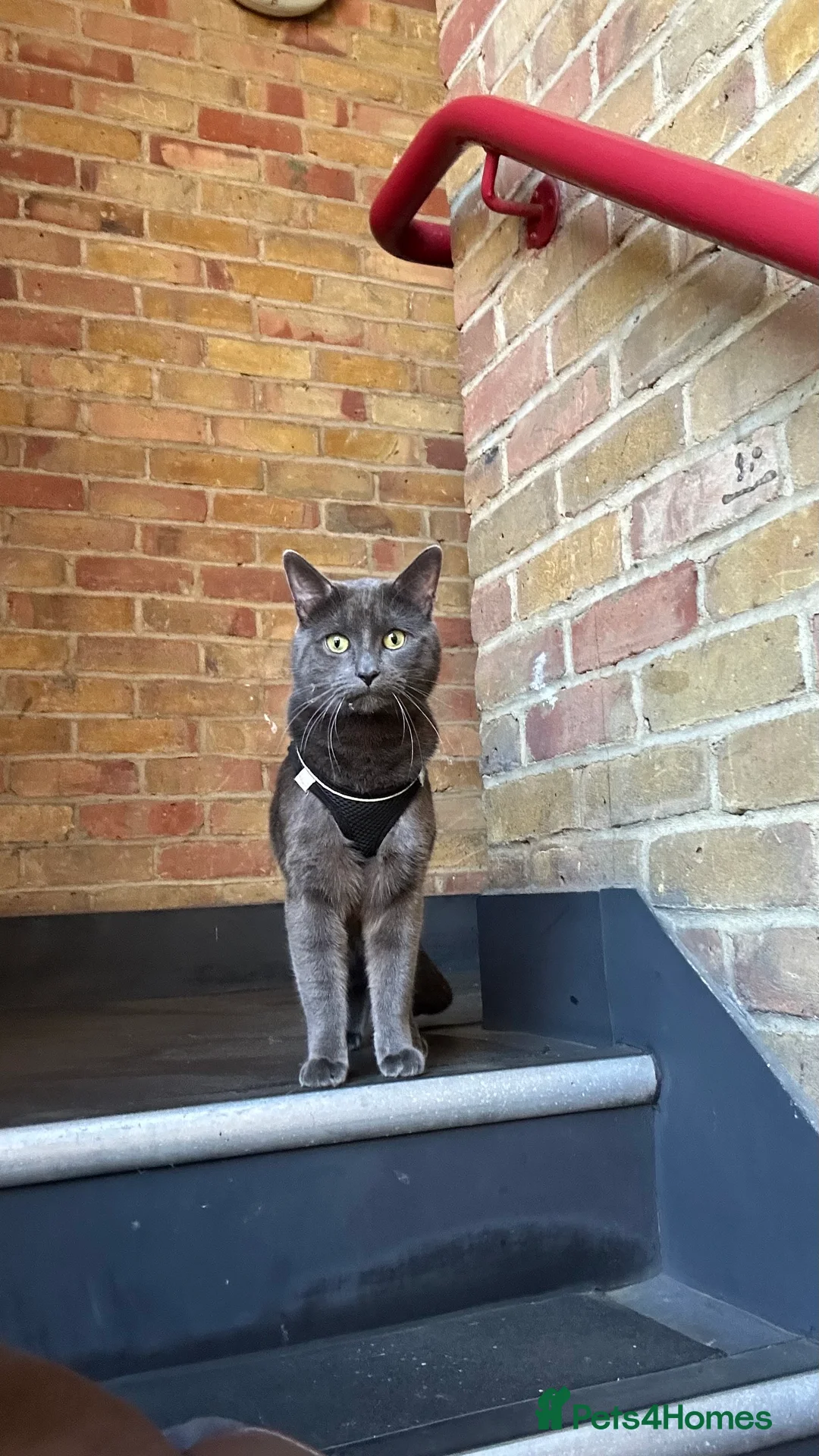 Chartreux cats for stud: Handsome BSH mix for Stud  in London - Advert 8