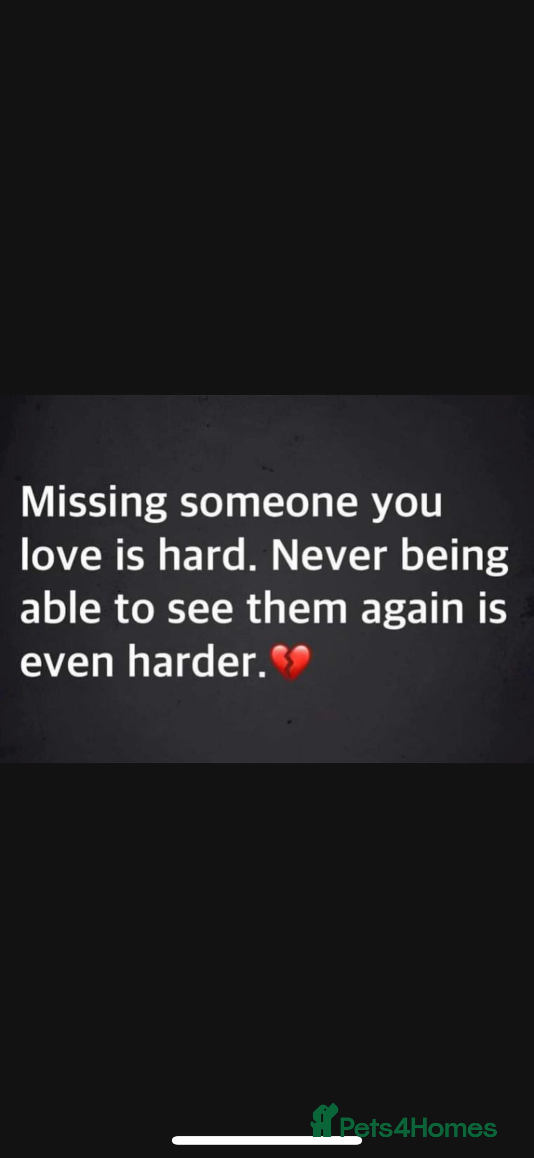 Cocker Spaniel dogs for sale: Working Cocker Spaniels - Advert 20