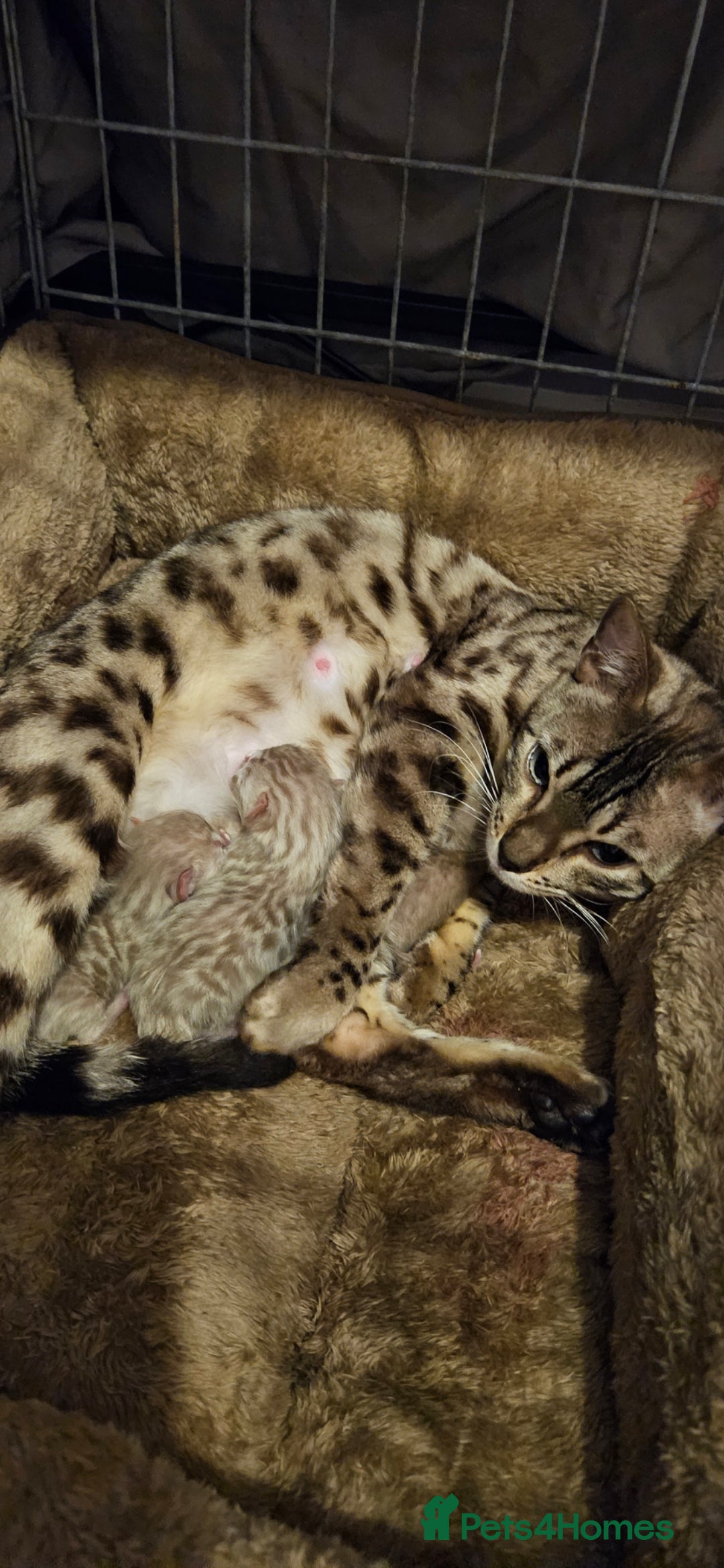 Bengal cats for sale: Bengal kittens ready Jan 30th - Advert 1