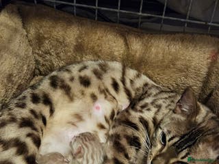 Bengal cats Bengal kittens ready Jan 30th - Advert 2