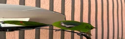 Macaws birds for sale: Muffin in Coulsdon - Advert 2
