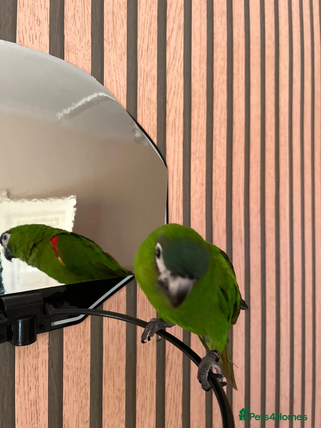 Macaws birds for sale: Muffin in Coulsdon - Advert 2