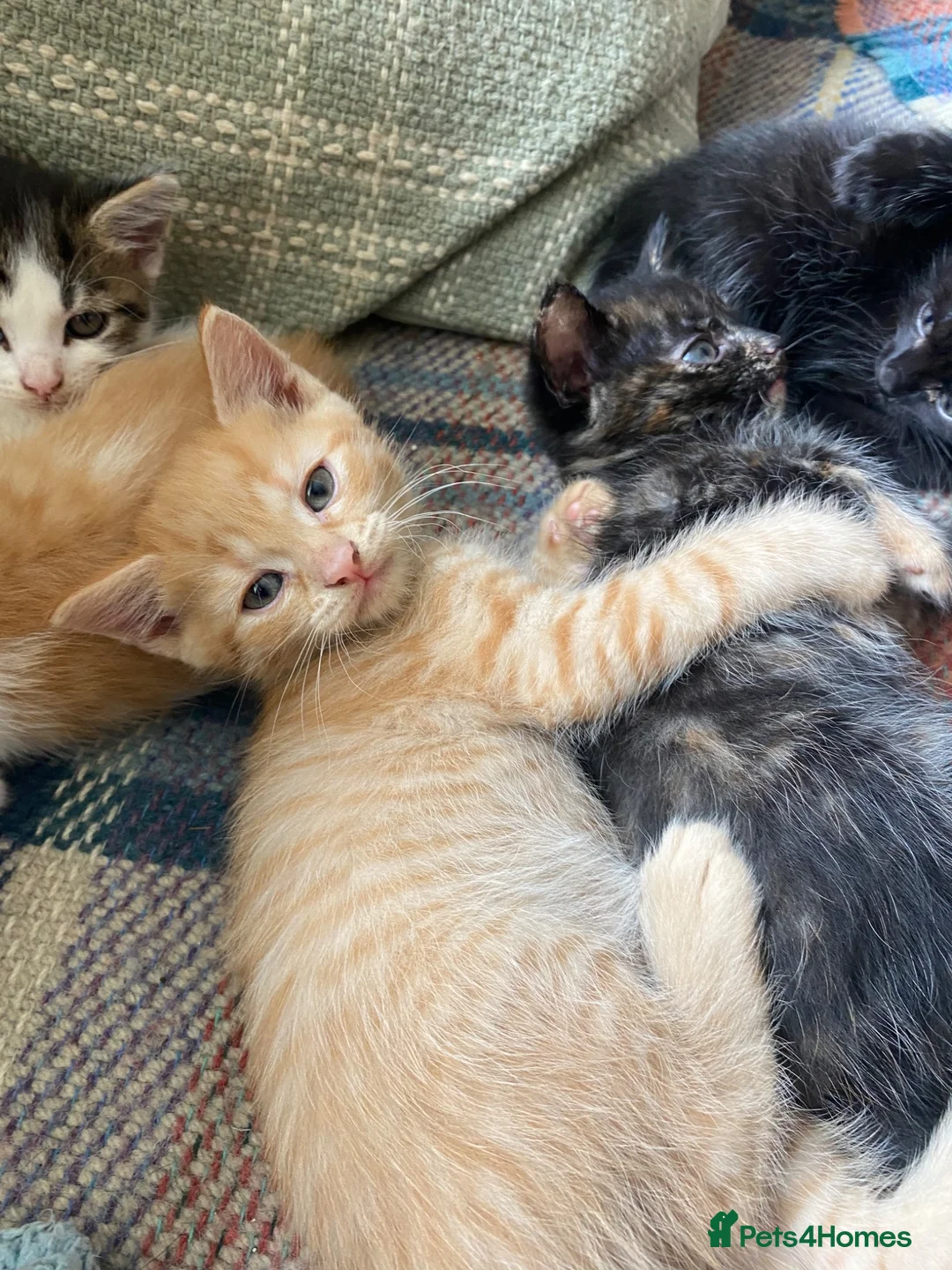 Mixed Breed cats for sale: Cutest Boy 🩵 - Advert 7