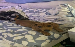 Mixed Breed dogs for sale: Miniature Dachshund x Jack Russel Puppy - Image 2