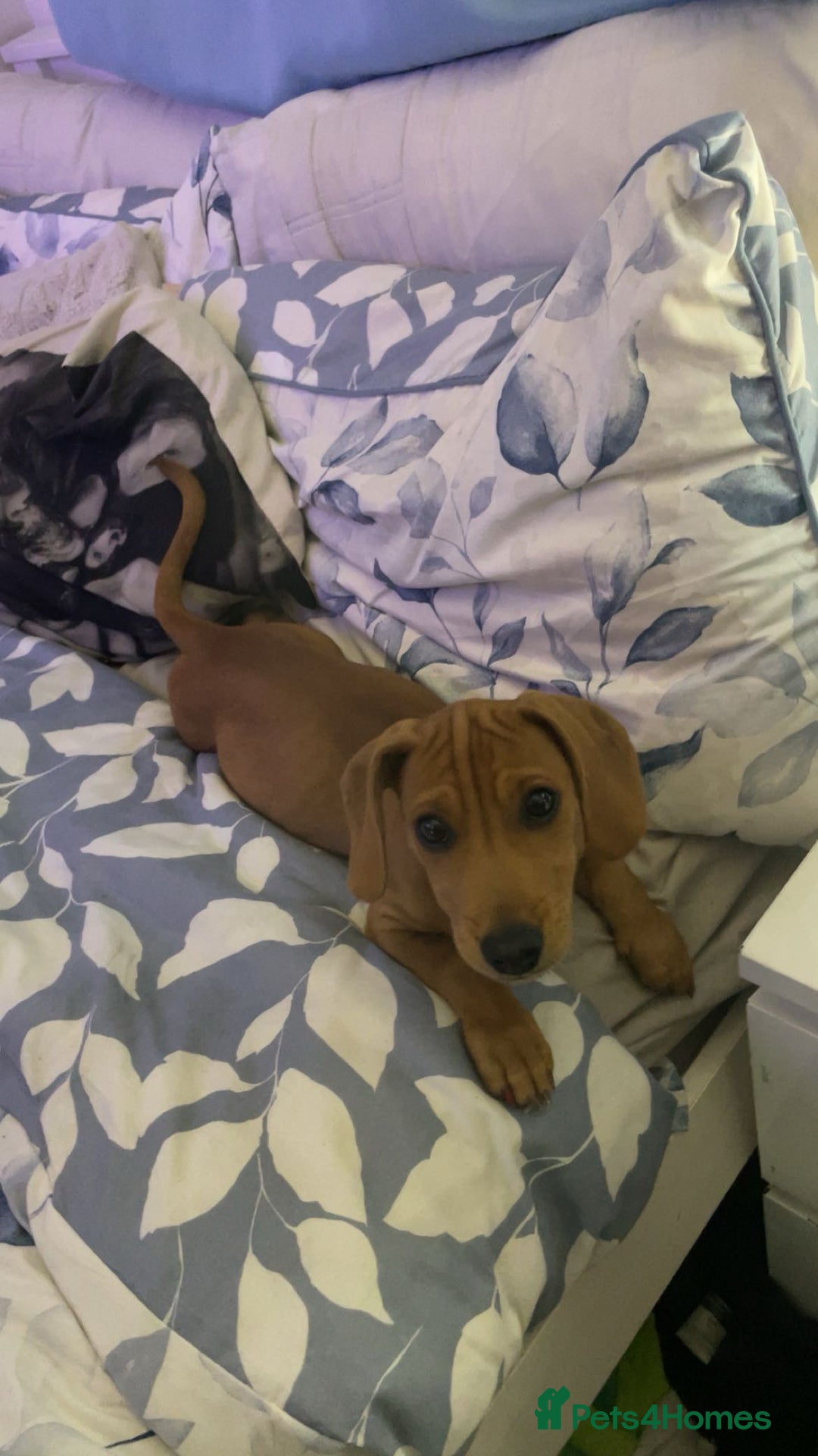 Mixed Breed dogs for sale: Miniature Dachshund x Jack Russel Puppy - Image 2