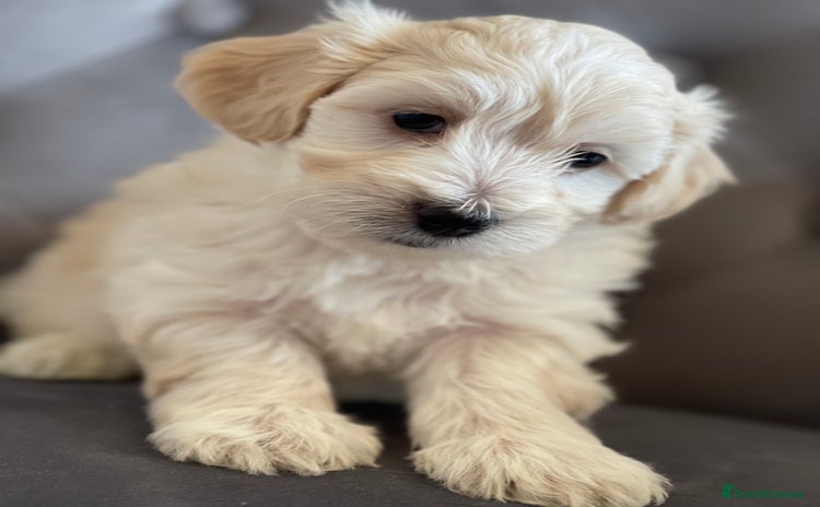 Maltipoo dogs - Advert 11