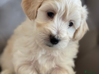 Maltipoo dogs Fluffy ball left to steal your heart! - Advert 10