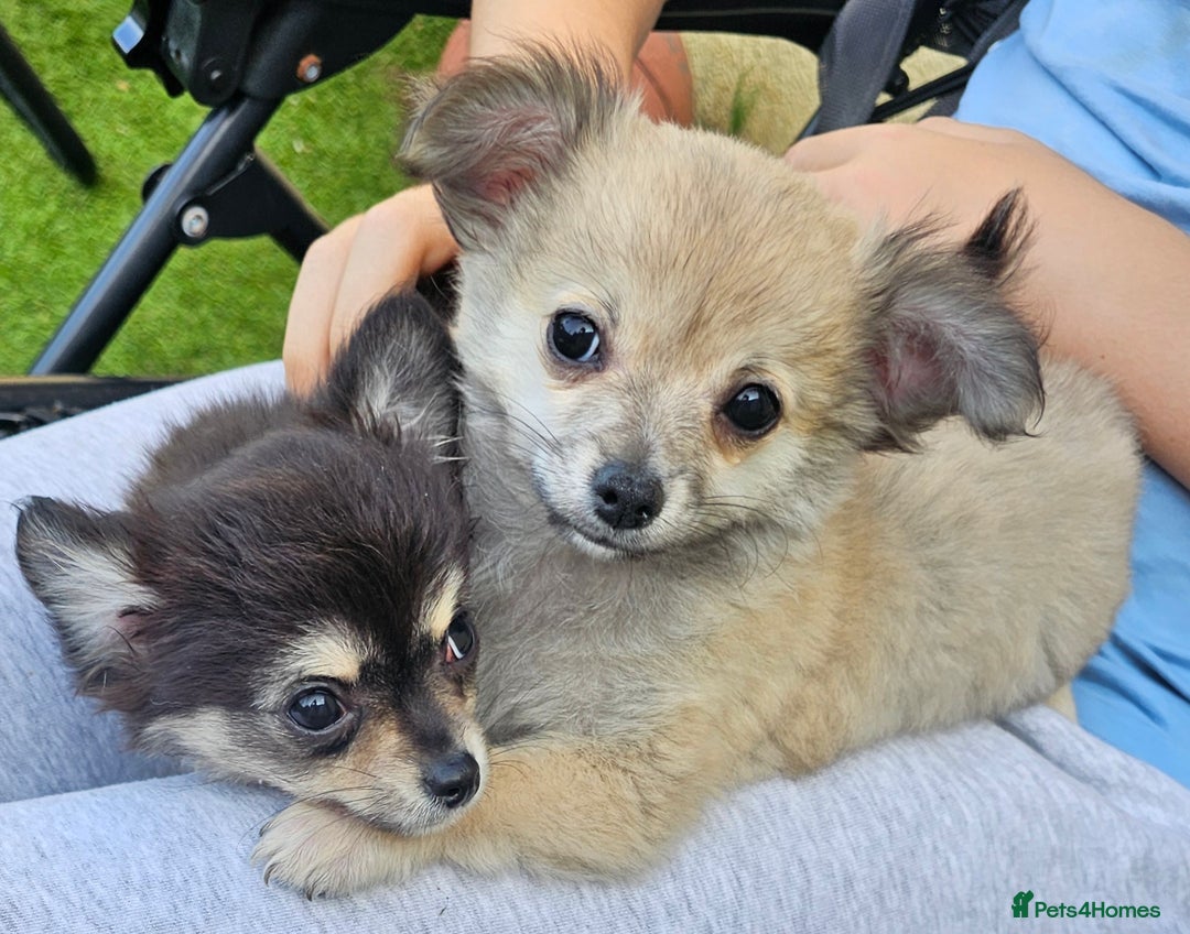 Chihuahua dogs for sale: Long coat Stunning K.C Reg. Puppies **READY NOW** - Image 4