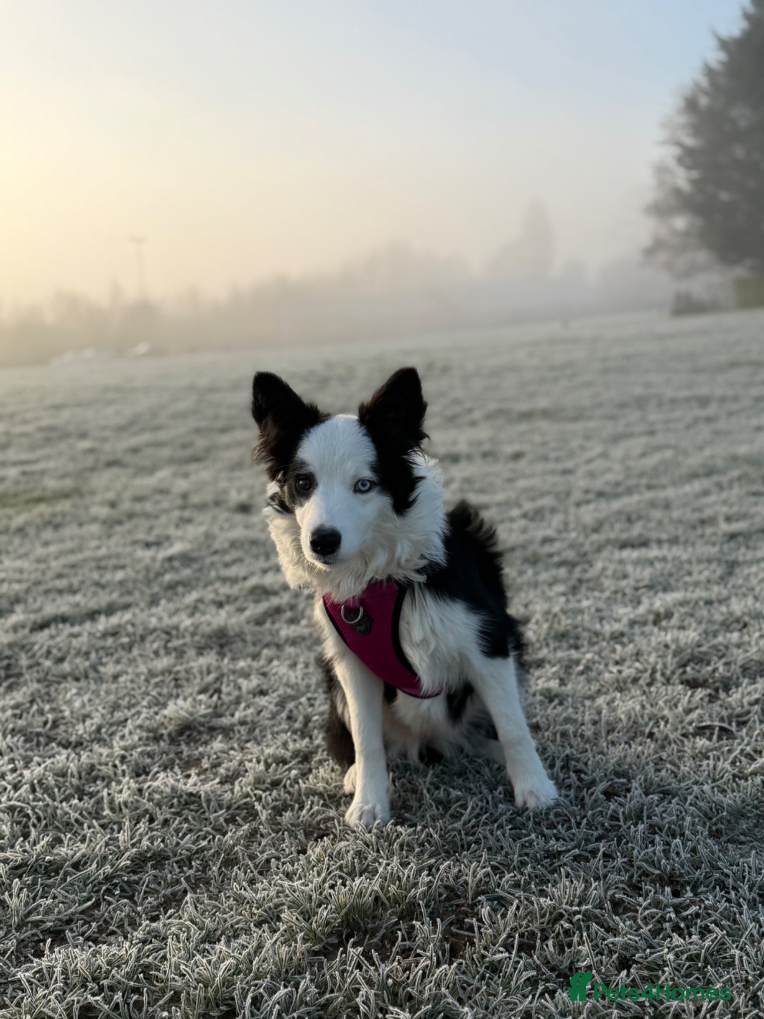 Border Collie dogs Rehoming our Blu ✨  - Advert 1
