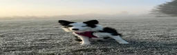 Border Collie dogs for sale: Rehoming our Blu ✨  - Advert 1