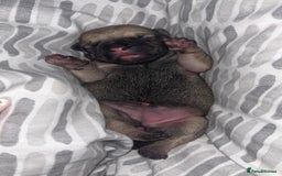 Frug dogs for sale: Two Beautiful F1 Frugs  - Image 6