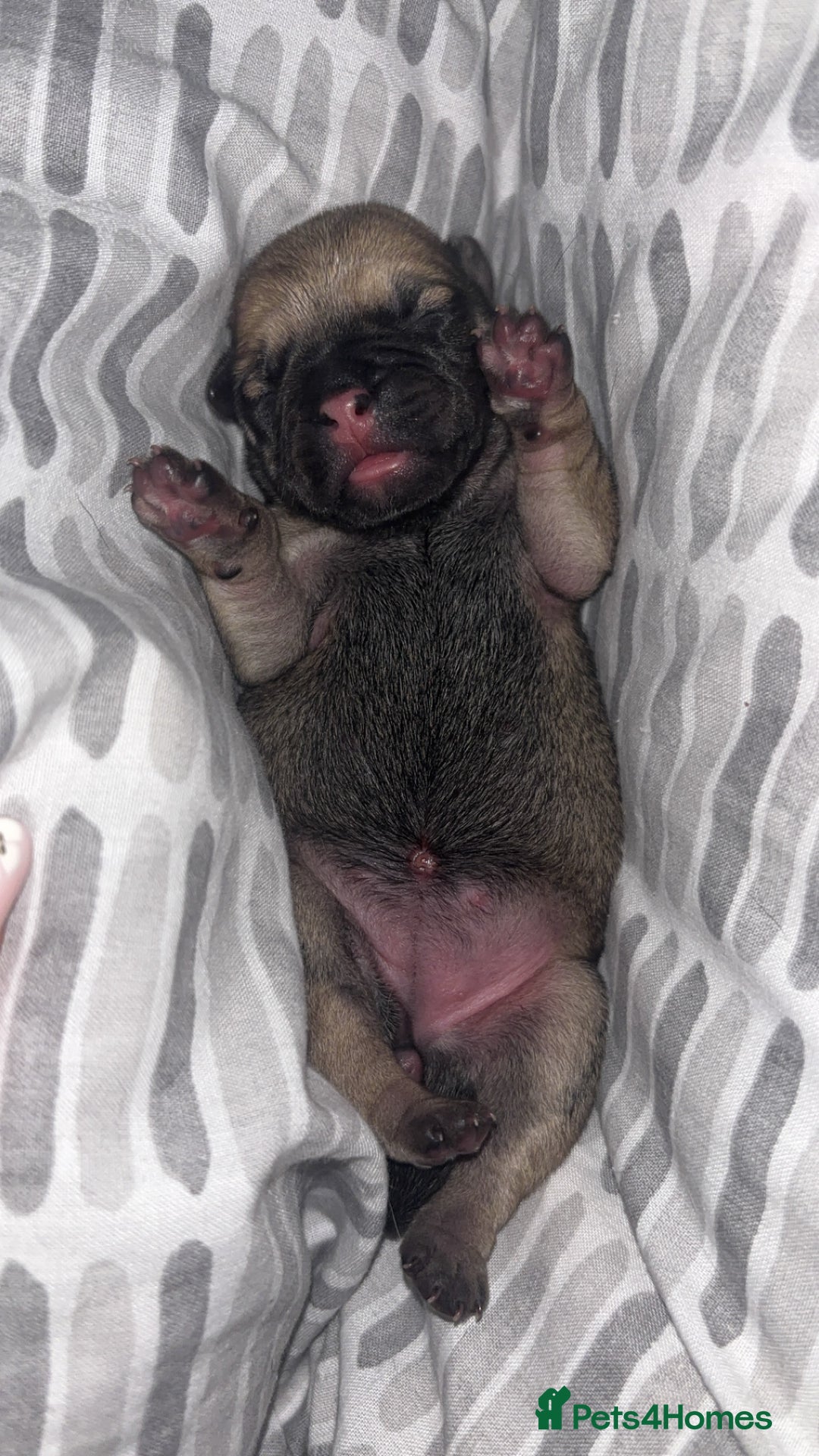 Frug dogs for sale: Two Beautiful F1 Frugs  - Image 6