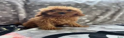 Cavapoo dogs for sale: Cavapoo - Advert 3
