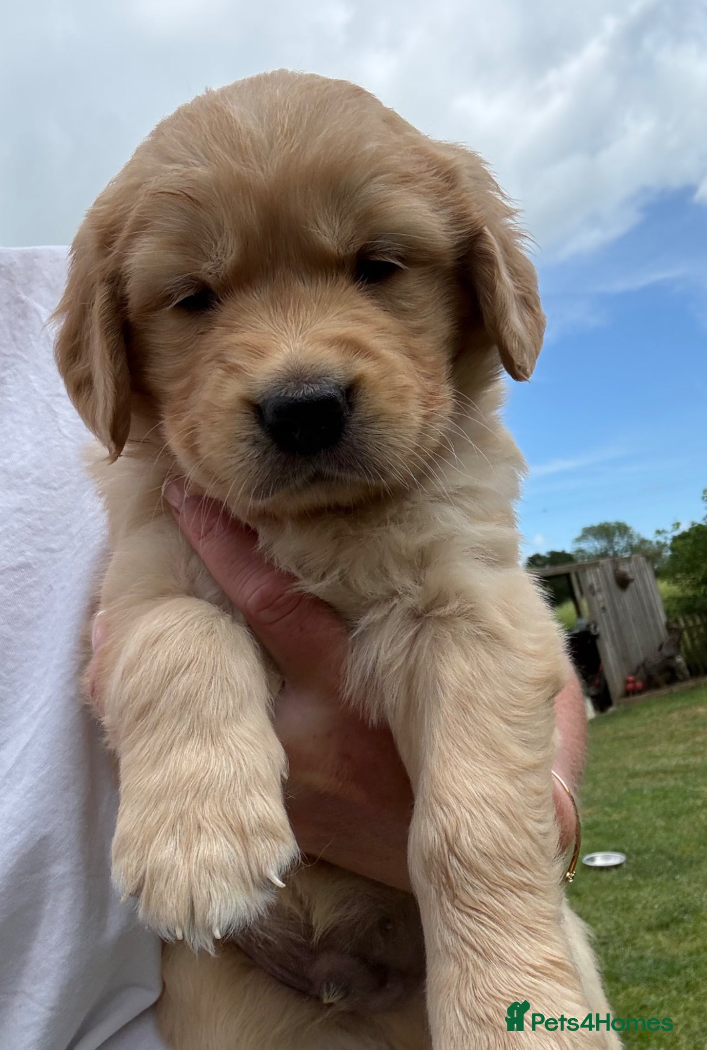 Golden Retriever dogs Stunning kc golden retriever puppies 🐶  - Advert 1