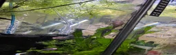 Plecos fish for sale: Shortfin Bristlenose SALE - Advert 2