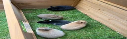 Netherland Dwarf rabbits for sale: Adorable Netherlands Dwarfs - Advert 5