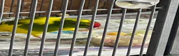 Mixed Breed birds for sale: 3 Kakarikis  in Saint Helens - Advert 2