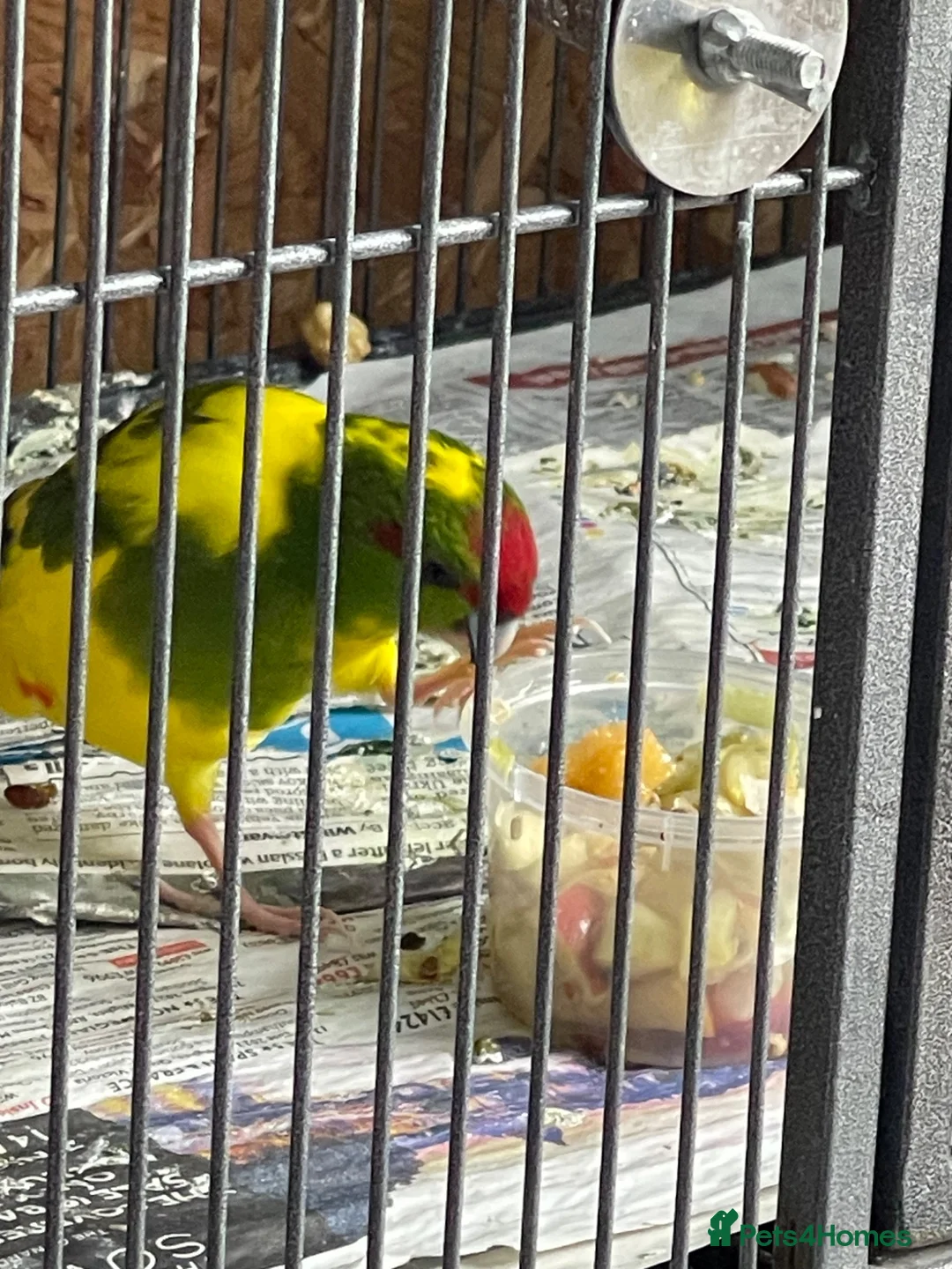 Mixed Breed birds for sale: 3 Kakarikis  in Saint Helens - Advert 2