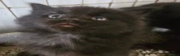 Maine Coon cats for sale: Beautiful black fluffy kittens - Advert 15