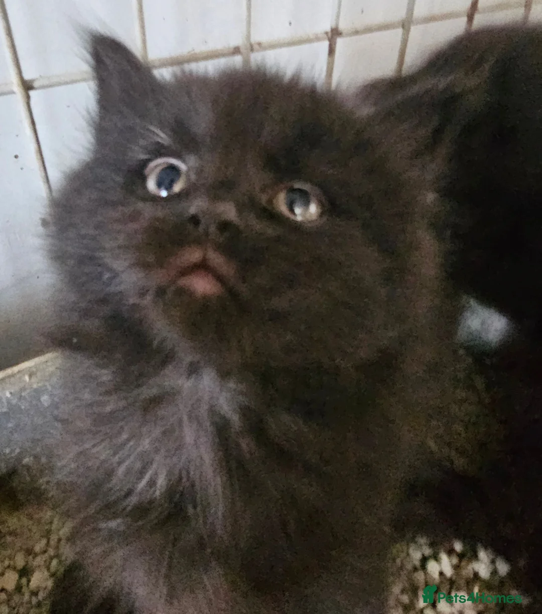 Maine Coon cats for sale: Beautiful black fluffy kittens - Advert 15